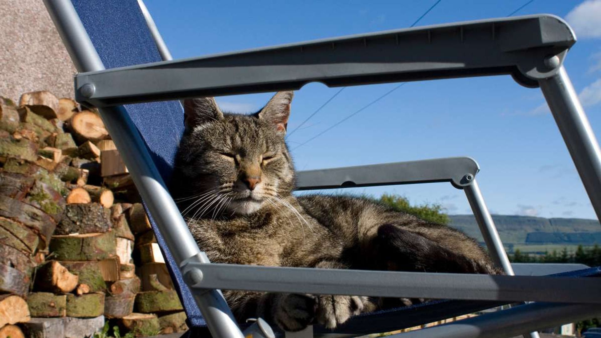 Cats of Claw Hill background