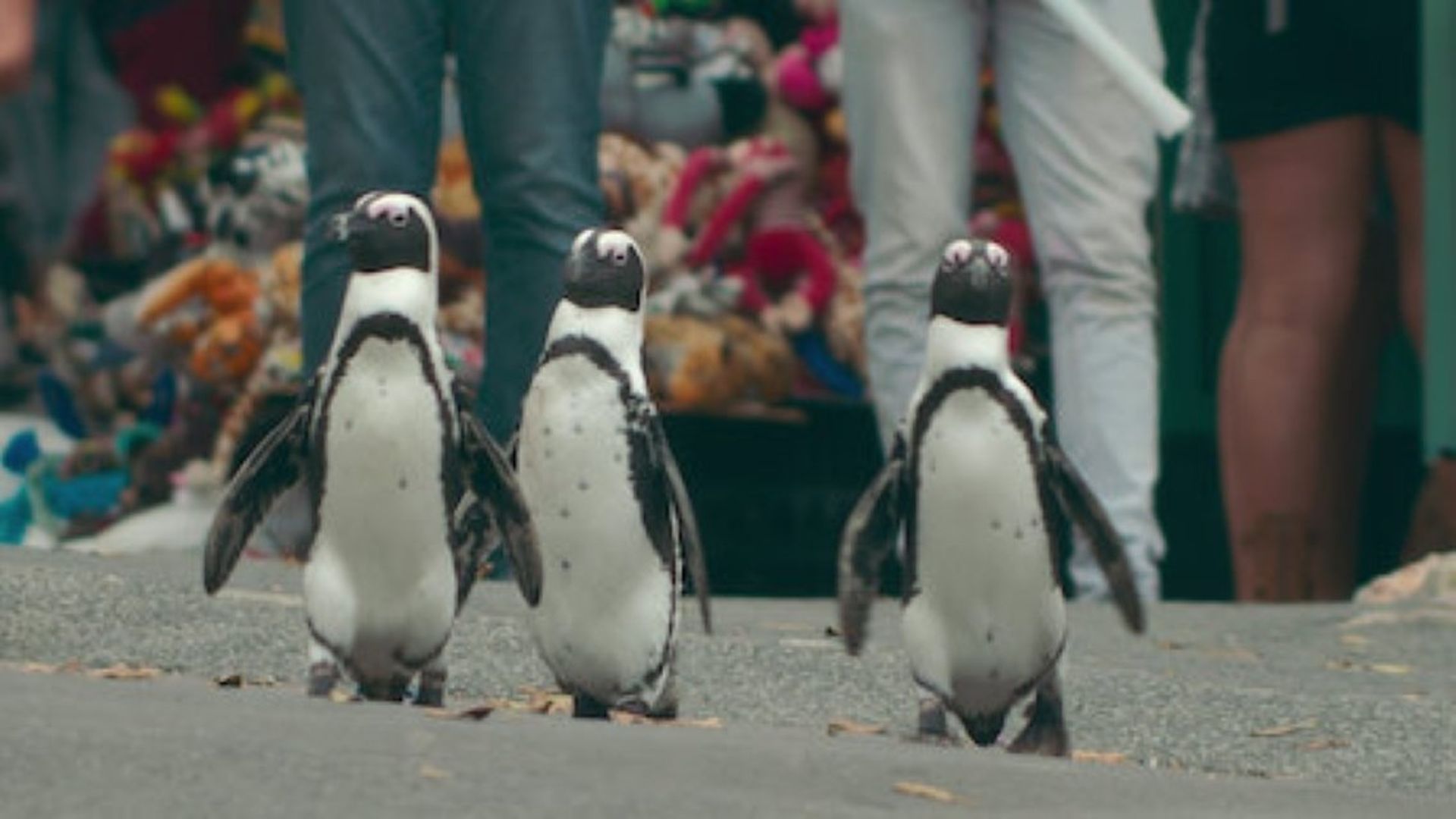 Penguin Town background