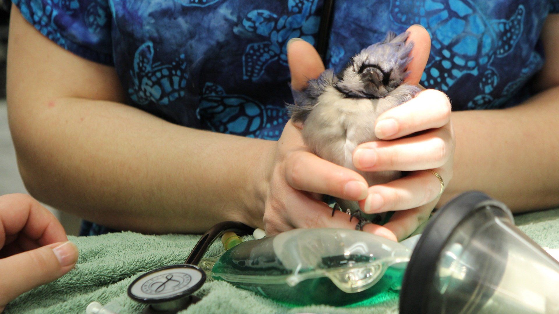 Dr K's Exotic Animal ER background