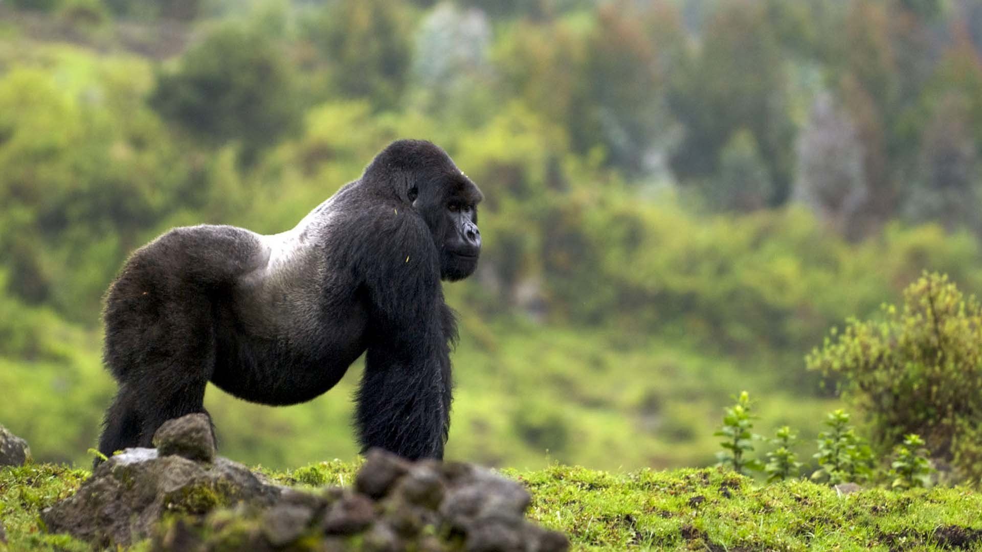 BBC Mountain Gorilla background