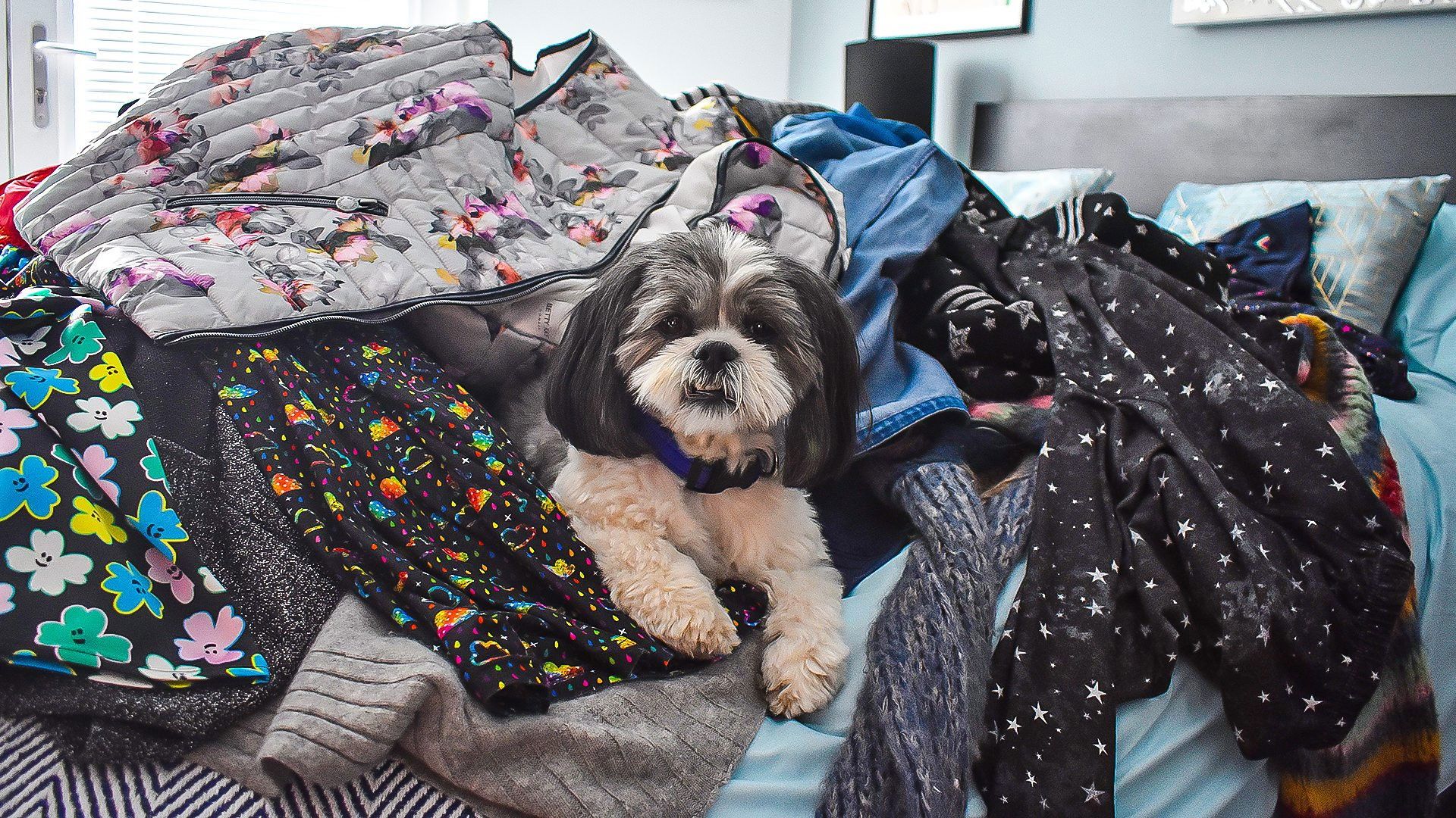 Dog Squad background