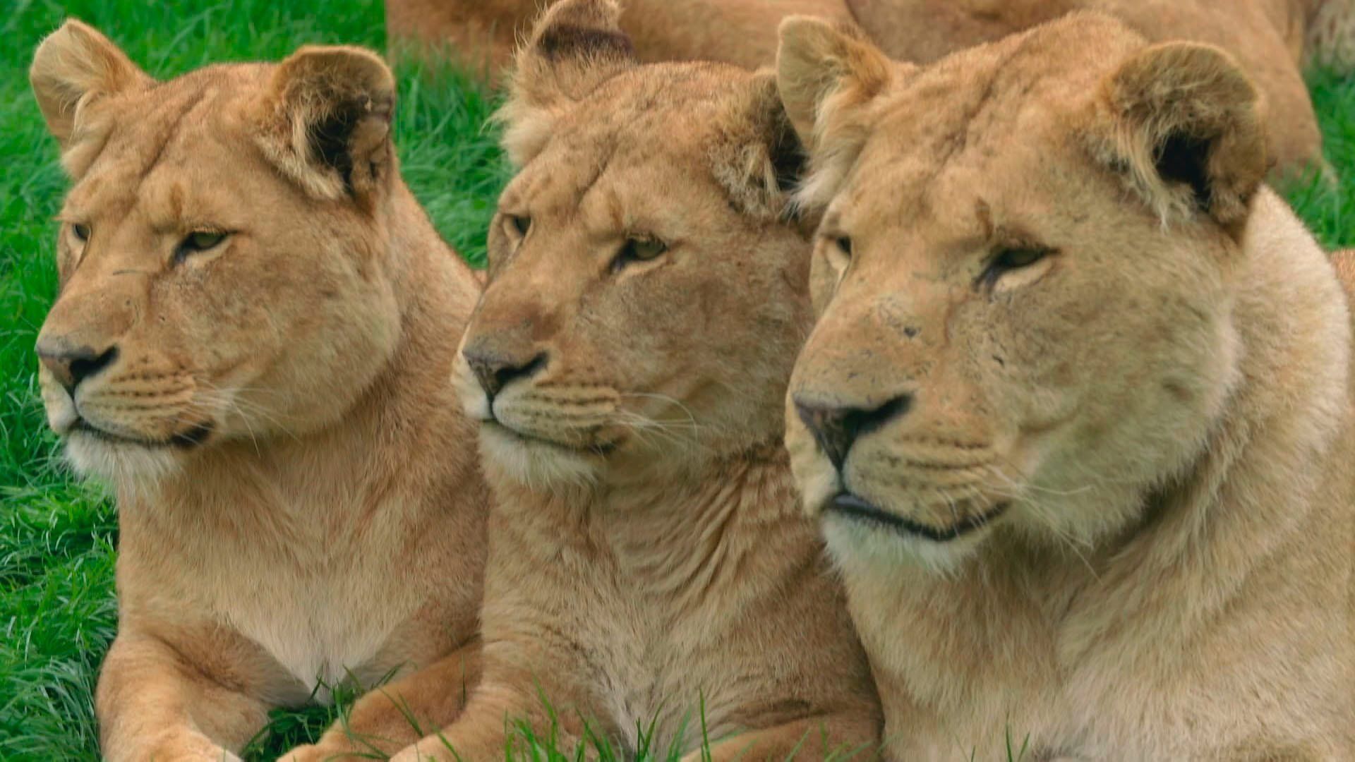 Animal Park background