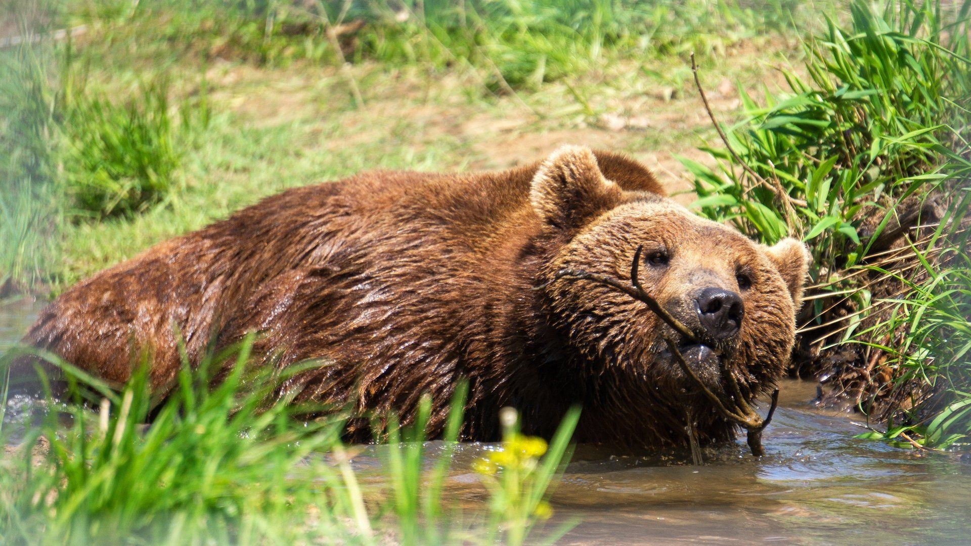 Project Grizzly background