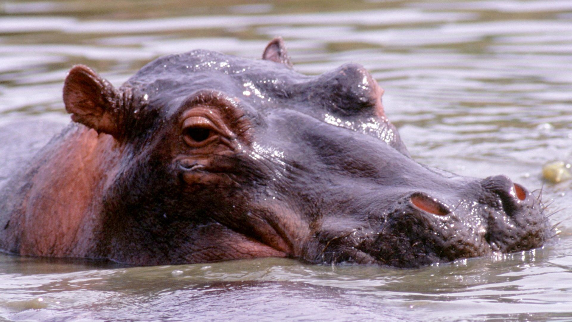 Equator's Wild Secrets background