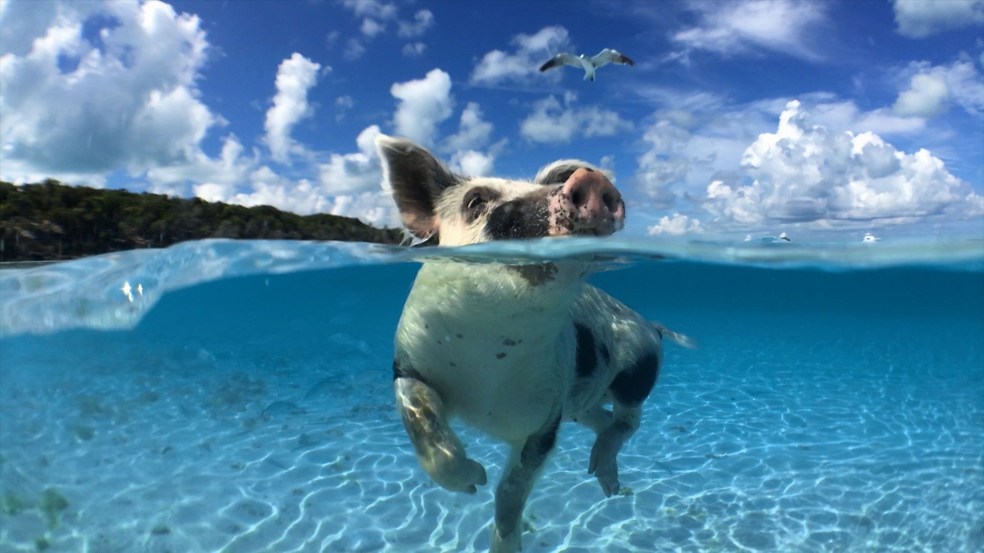 Reef School background