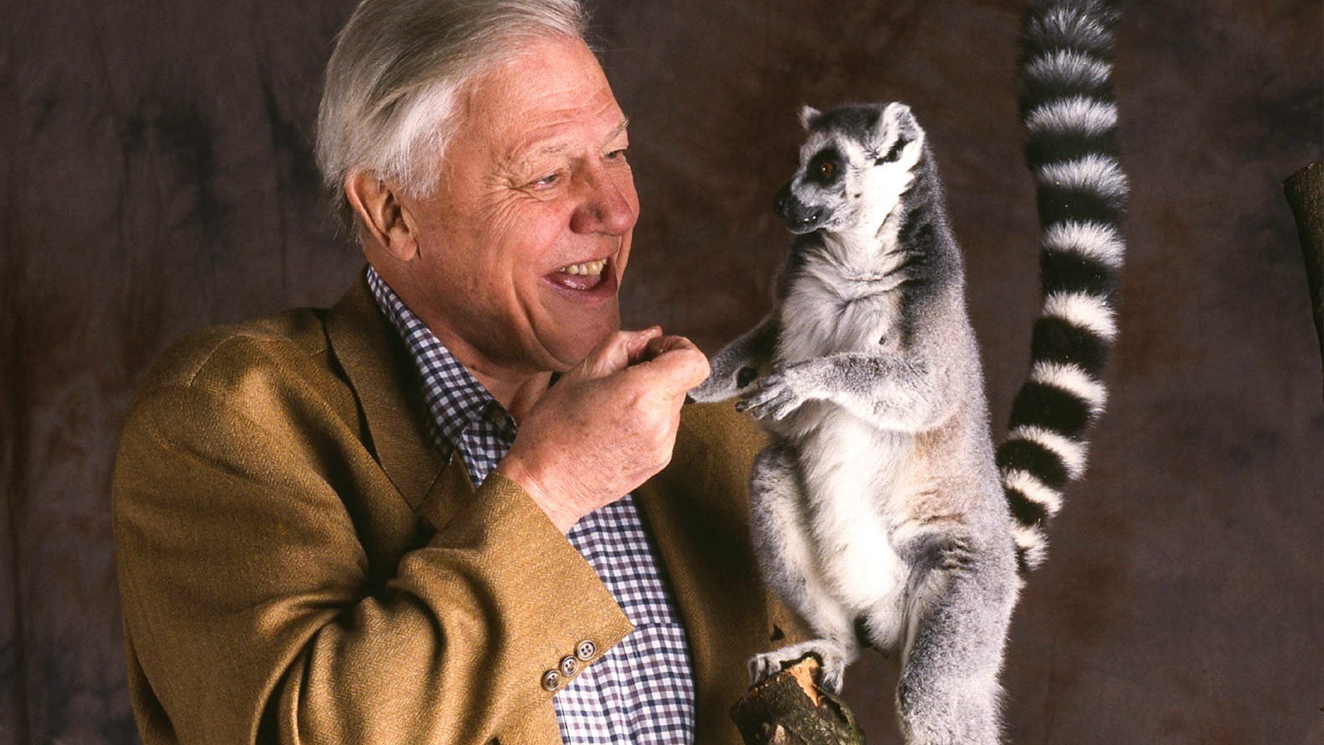 The Life of Mammals background