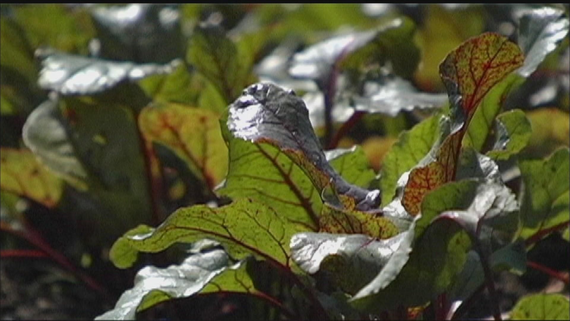 Wisconsin Foodie background