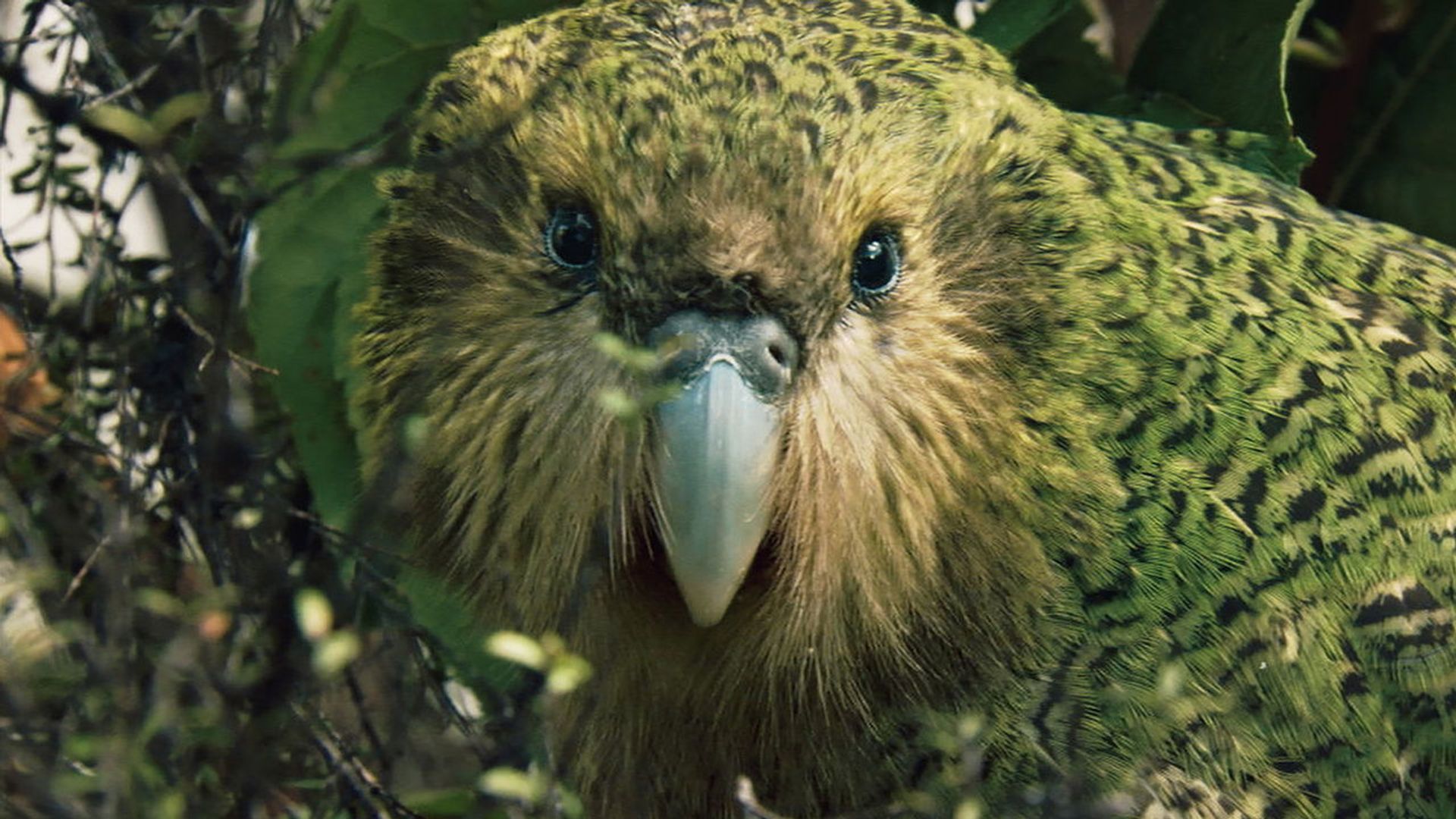 Fascinating New Zealand background