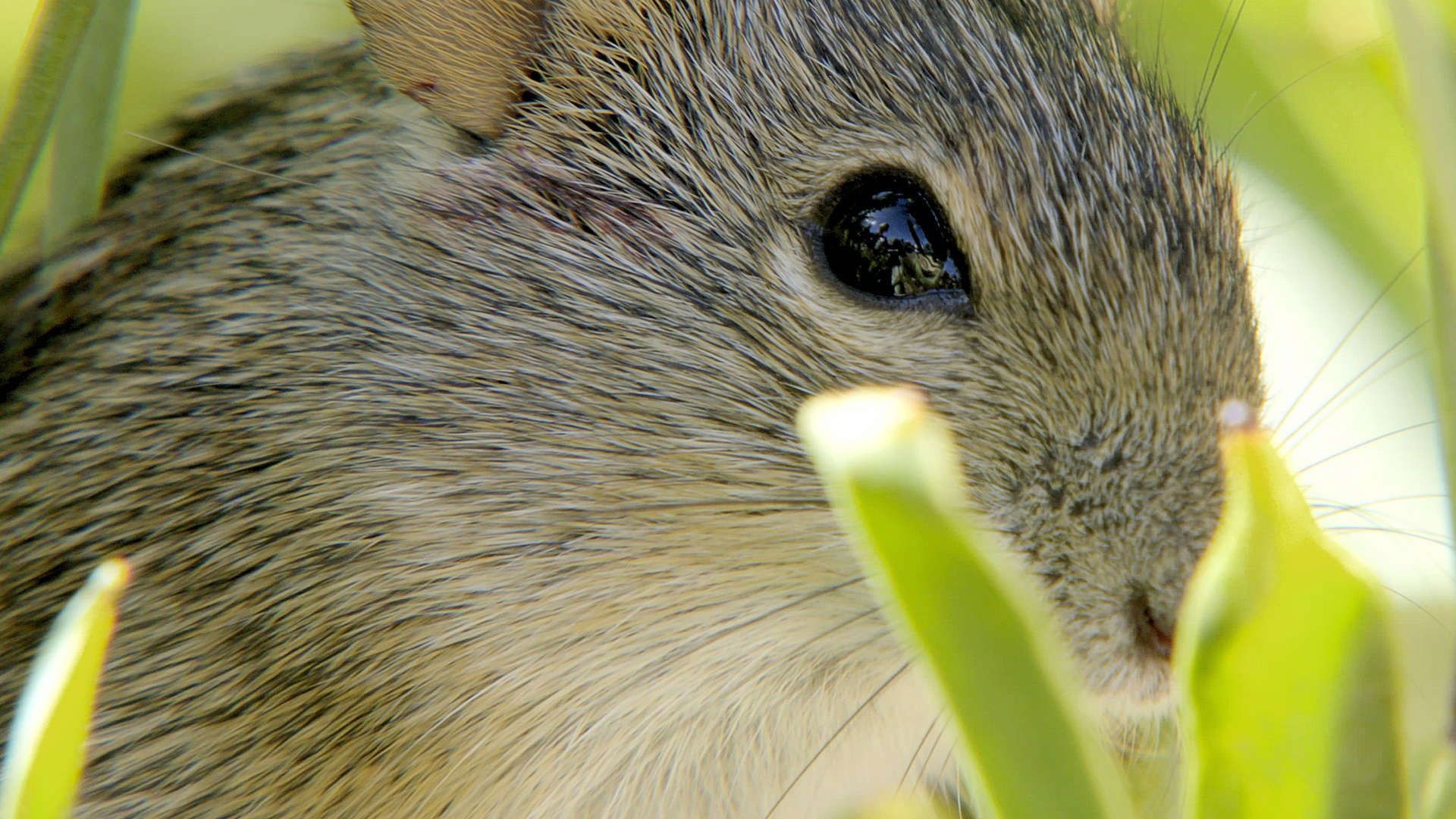 Great Parks of Africa background
