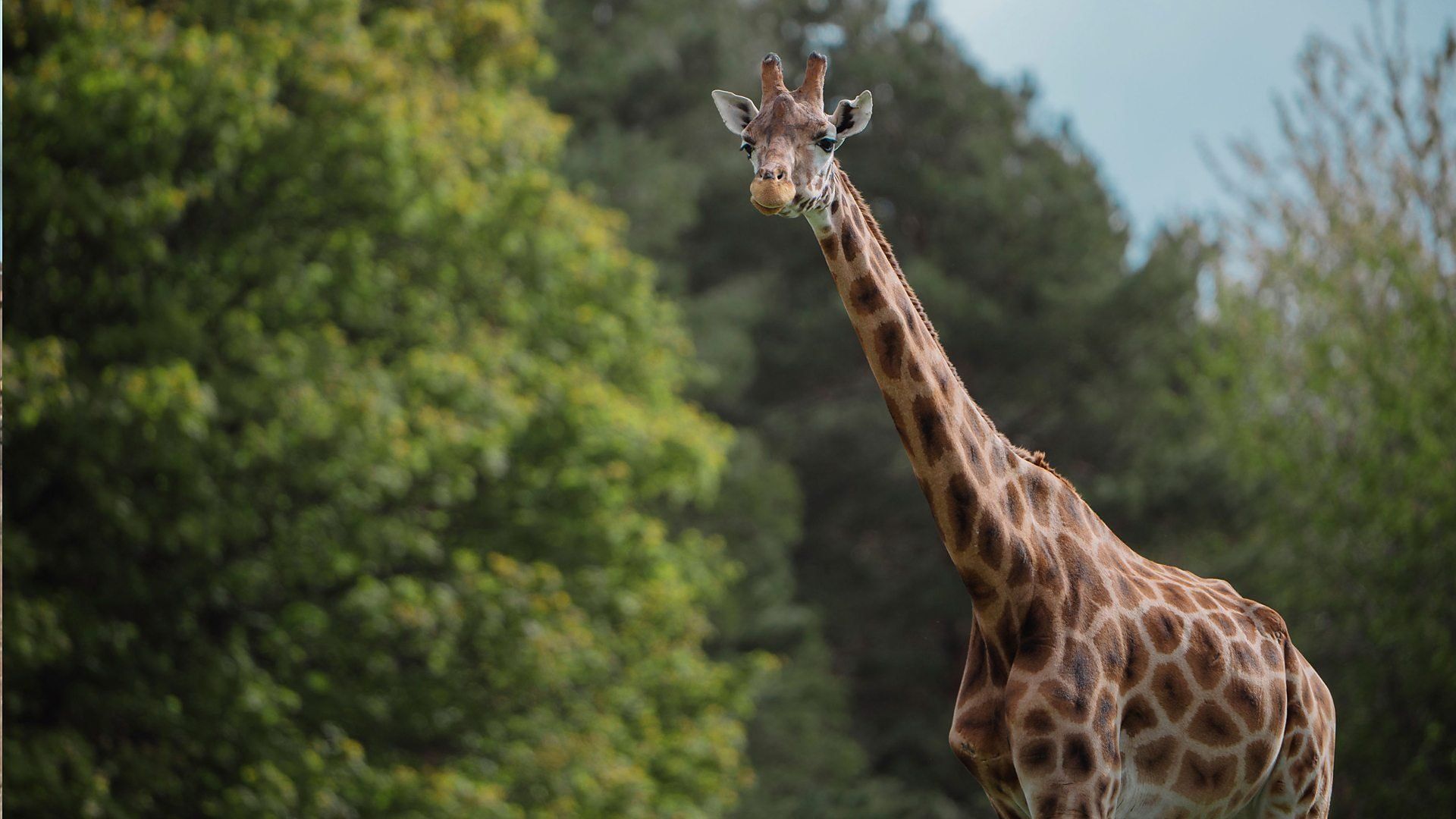 Animal Park background