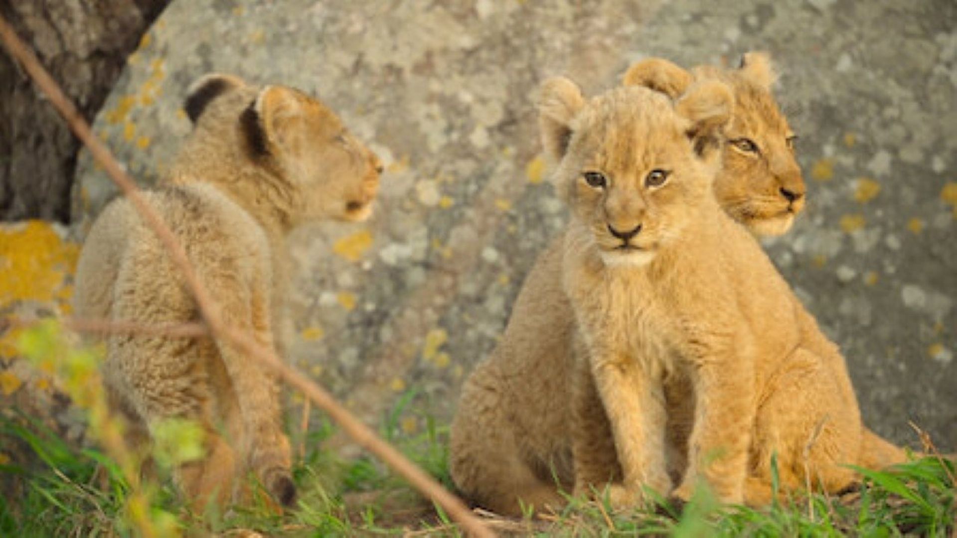 Wild Babies background