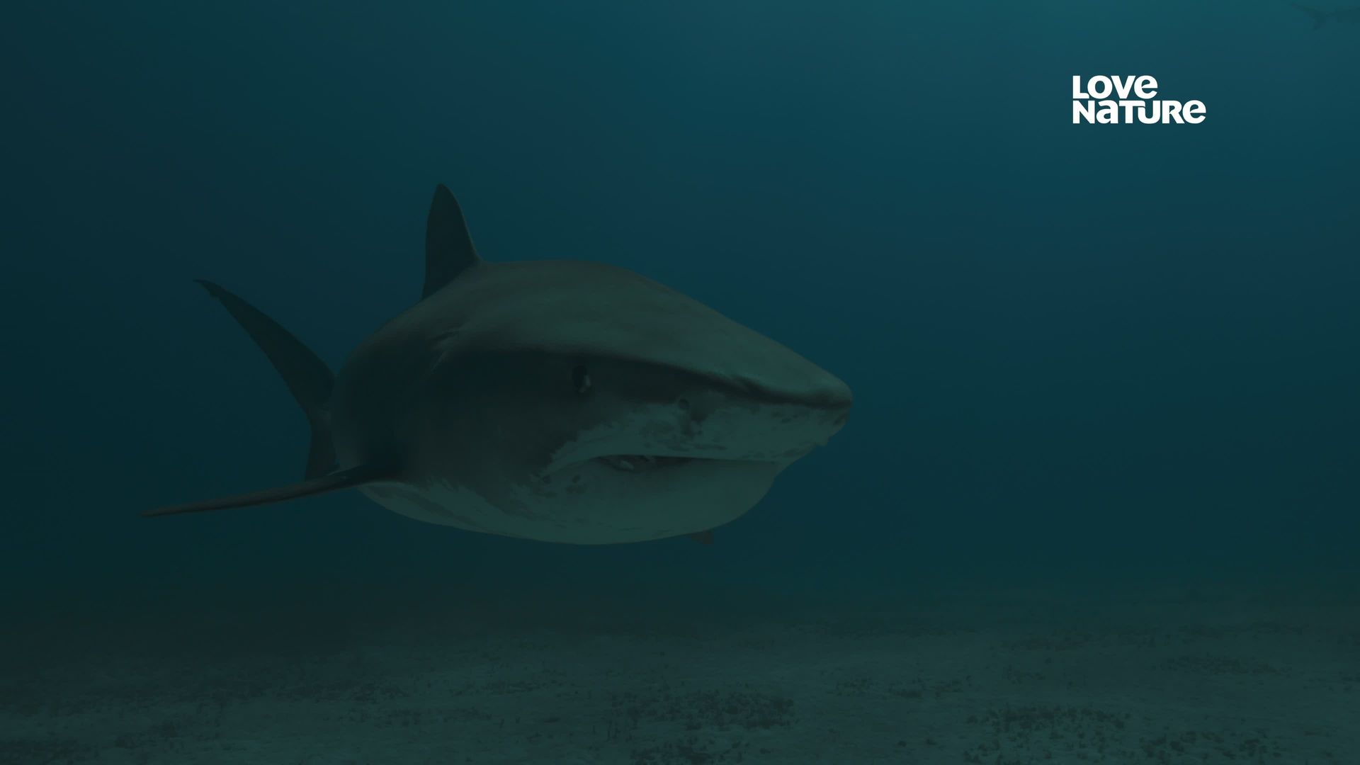 Planet Shark background