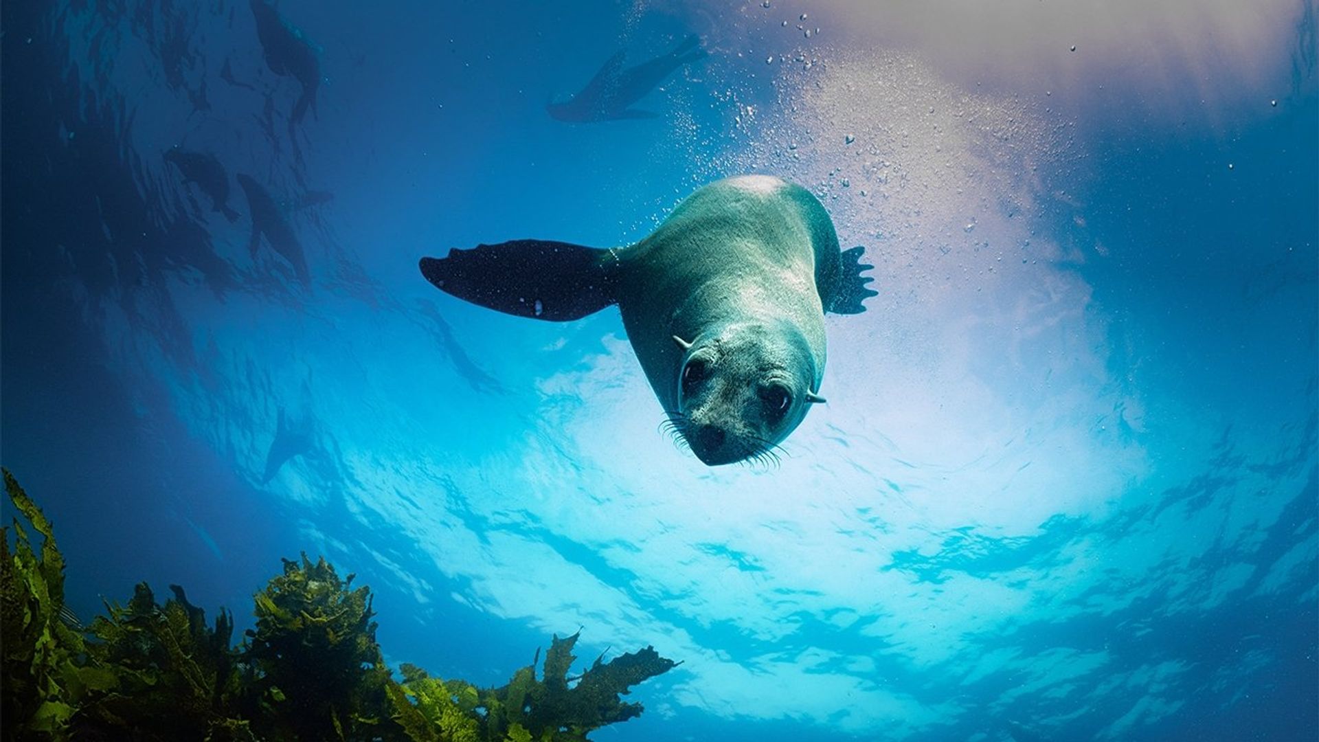 Australia's Ocean Odyssey background