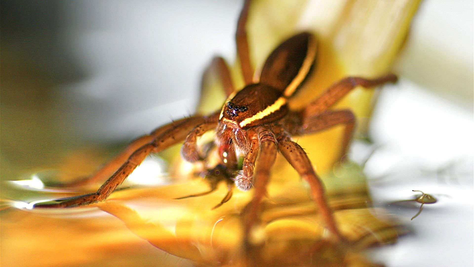 Deadly 60 background