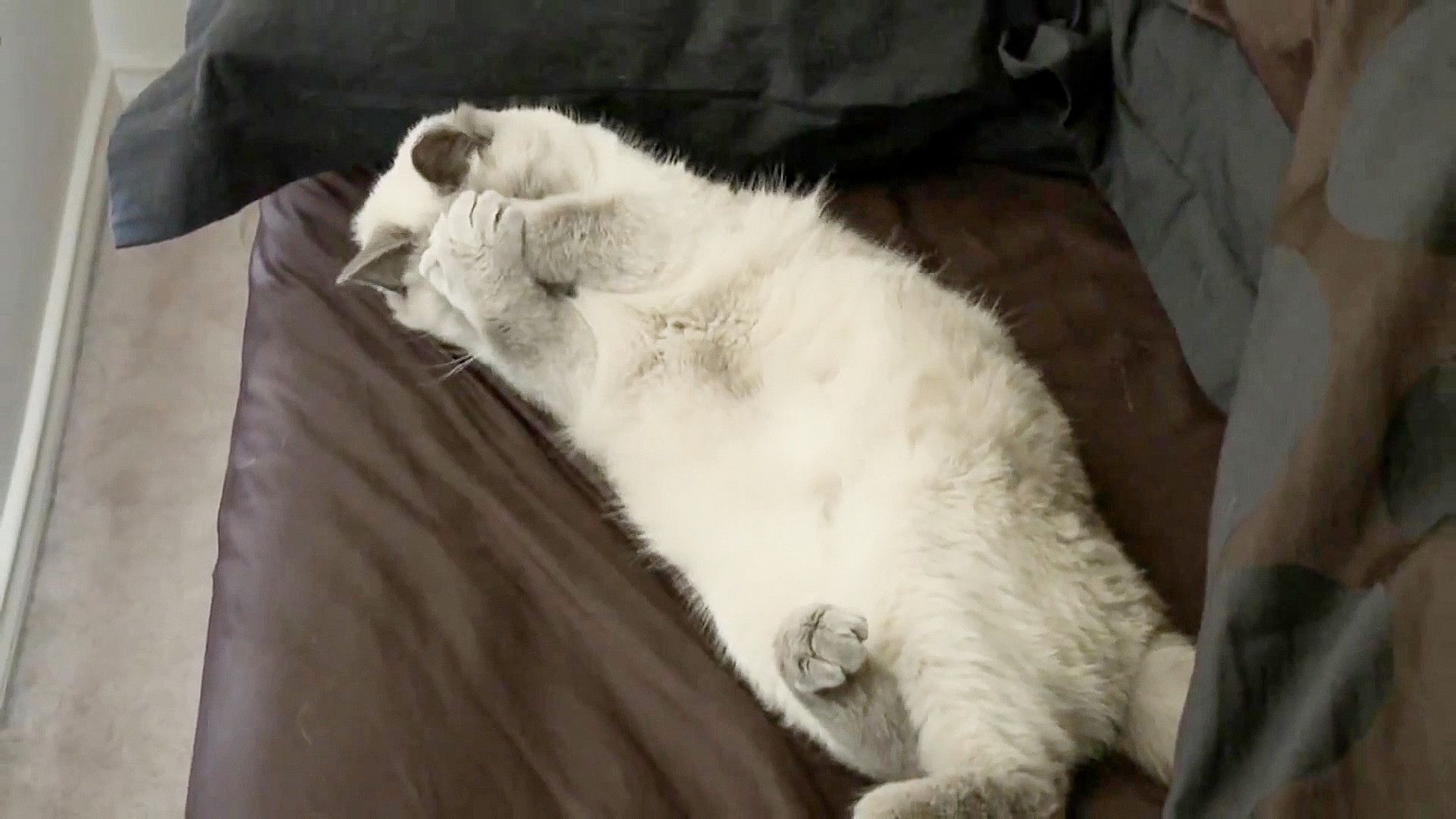 The World's Funniest Animals background