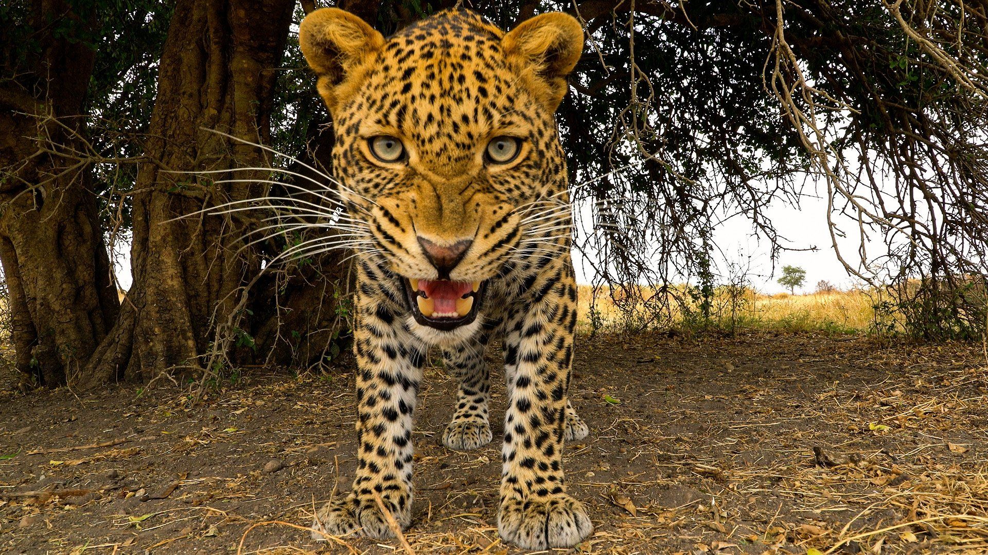Serengeti background