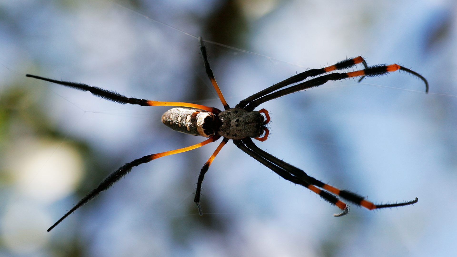 Deadly 60 background