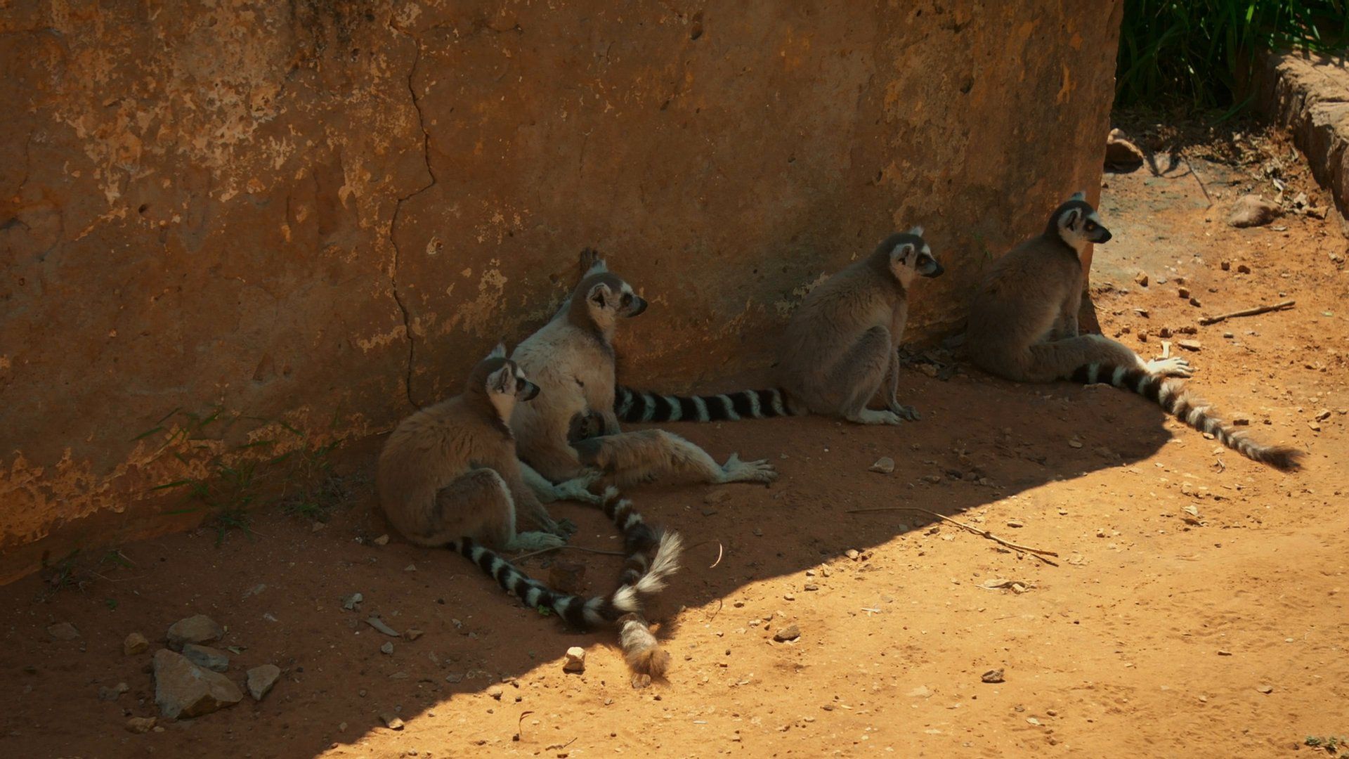Madagascar: Les gangs de lémuriens background