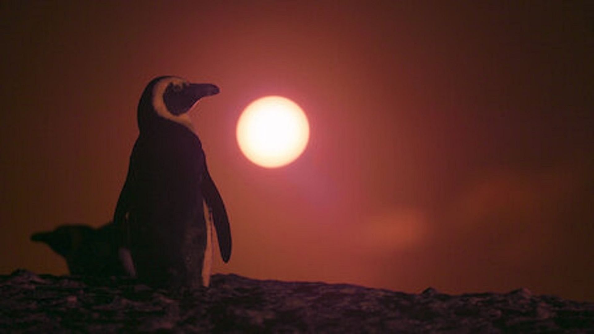 Penguin Town background