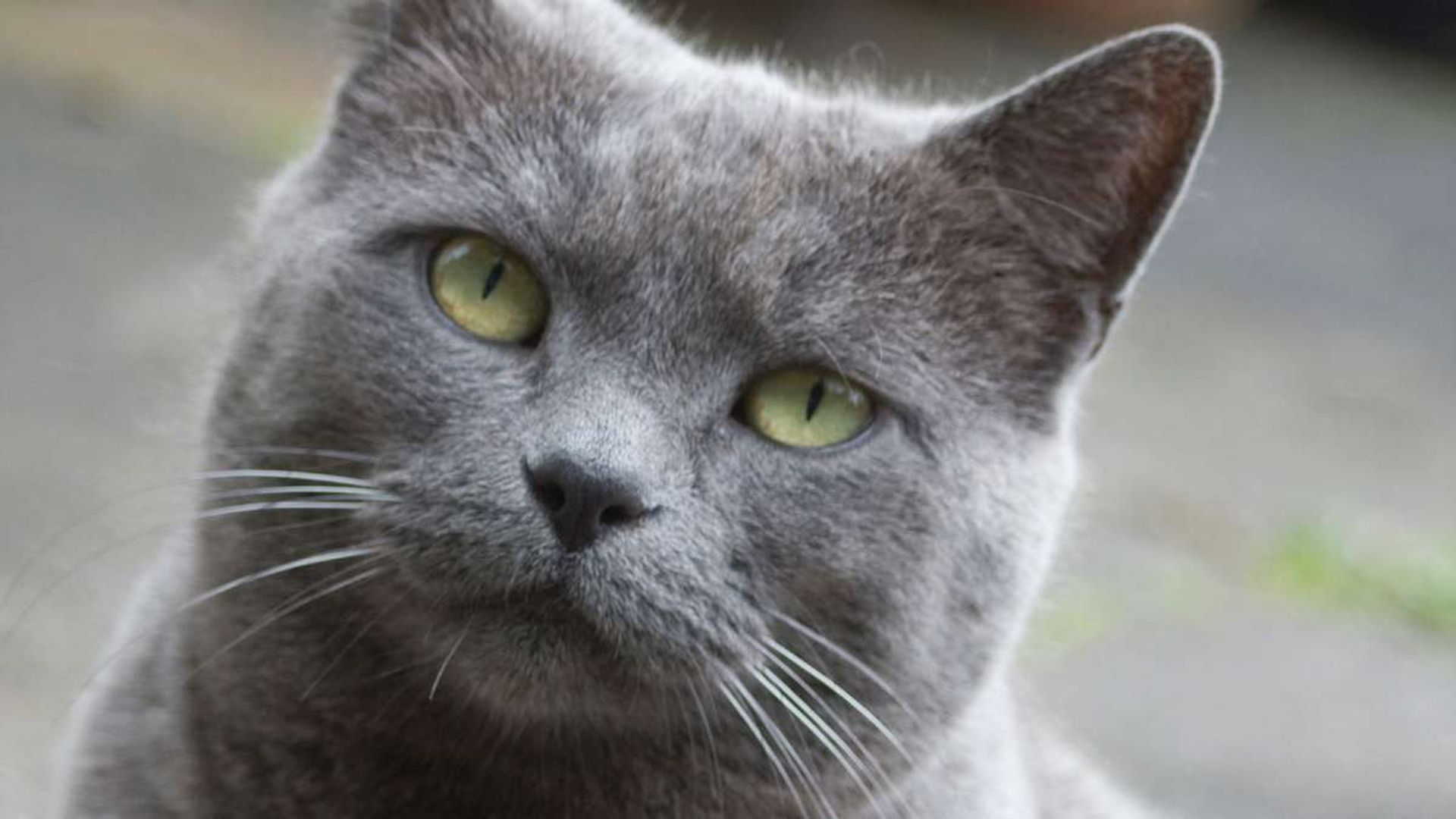 Cats of Claw Hill background