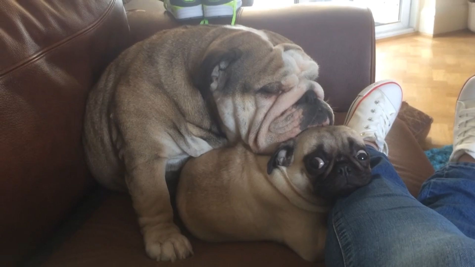 The World's Funniest Animals background