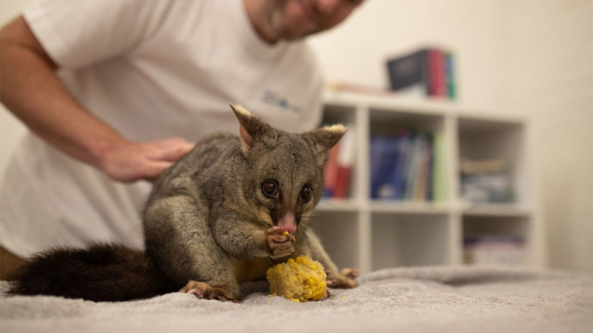 Scottish Vets Down Under background