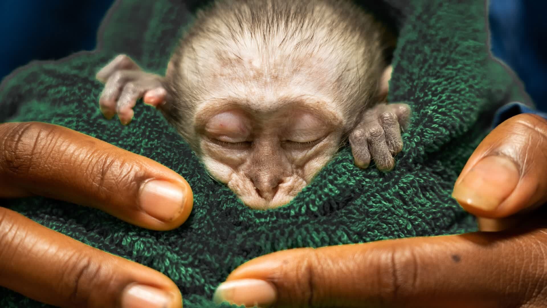 Malawi Wildlife Rescue background