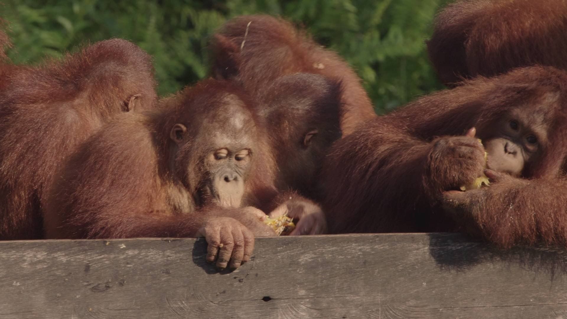 Orangutan Jungle School background