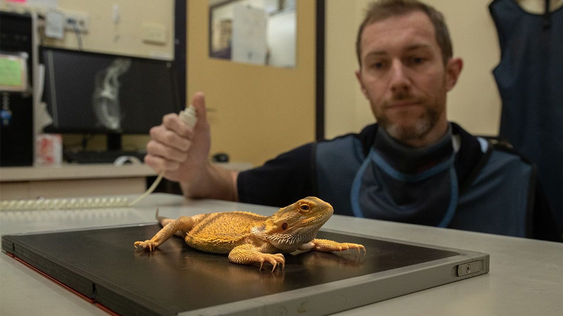 Scottish Vets Down Under background