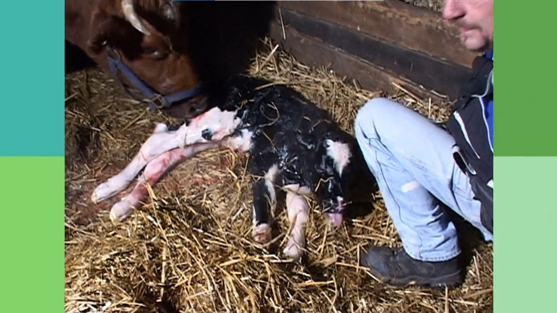 Die Sendung mit dem Elefanten background