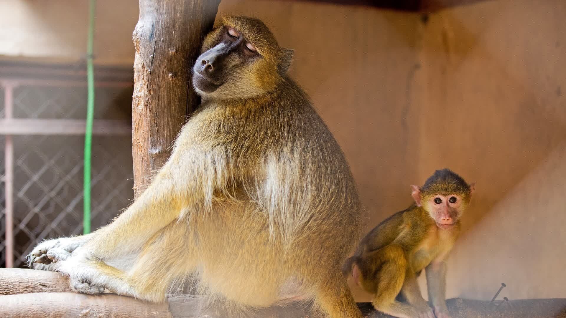 Malawi Wildlife Rescue background