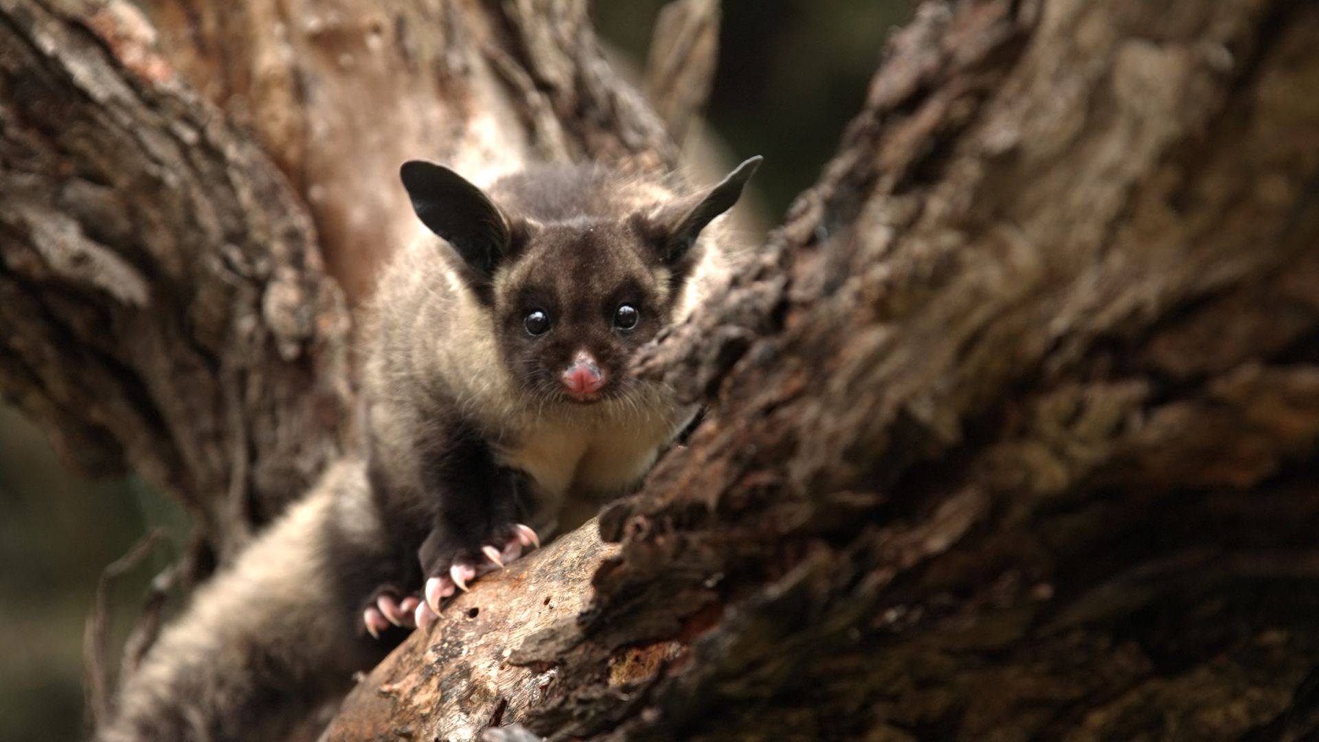 Built to Survive background