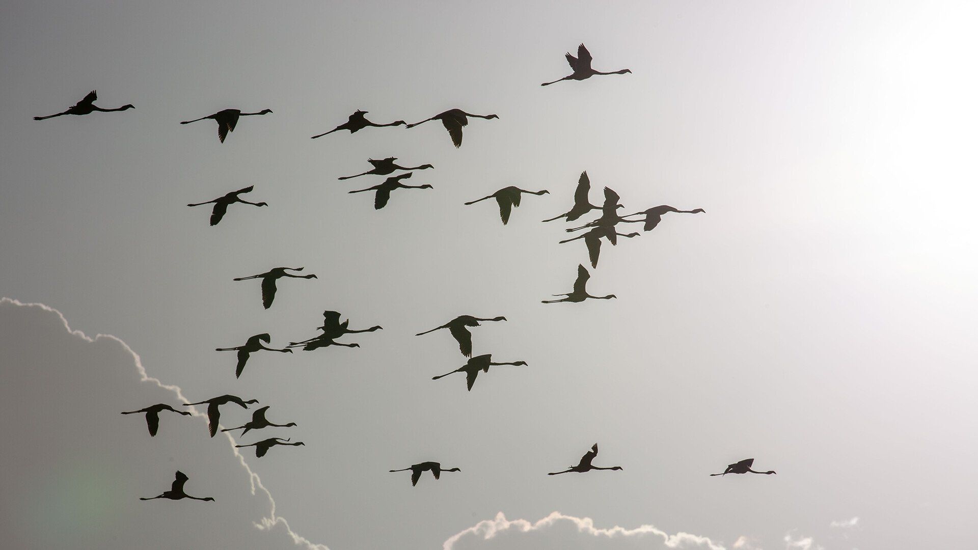 Incredible Animal Journeys background