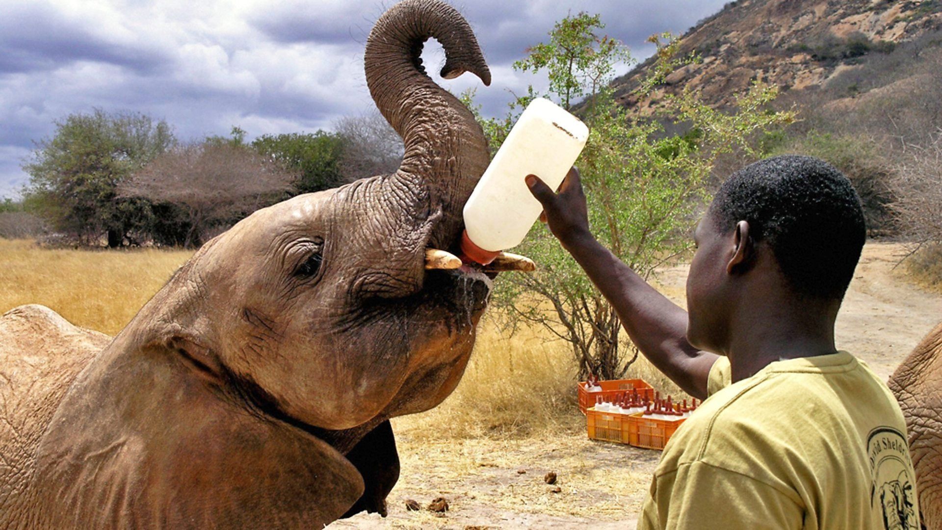 Elephant Diaries background