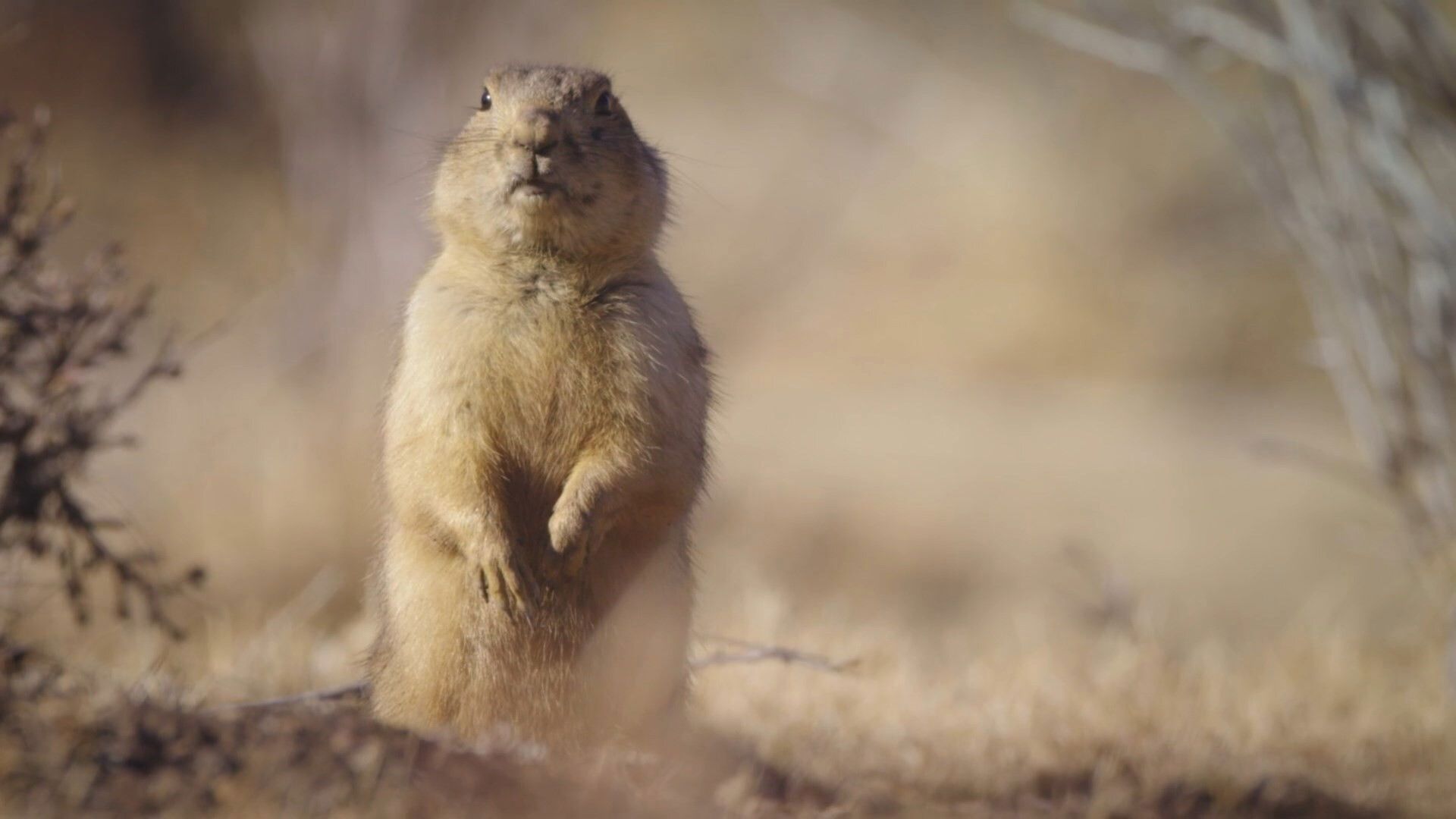 Prairie Dog Manor background