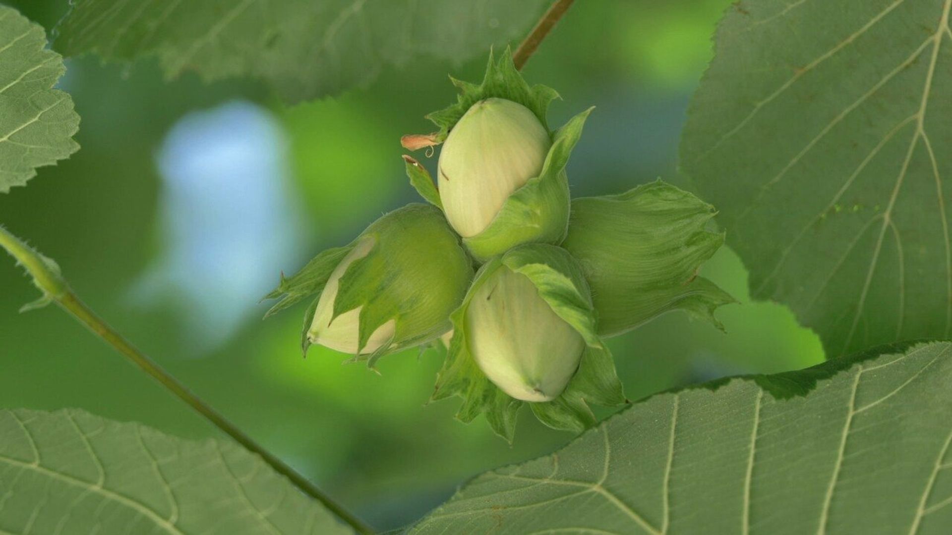 Die Sendung mit dem Elefanten background