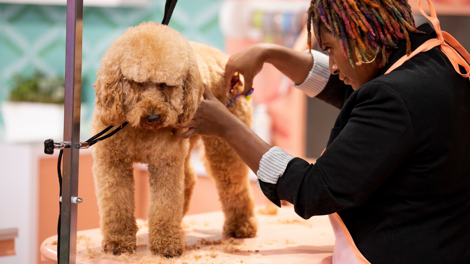 Haute Dog background
