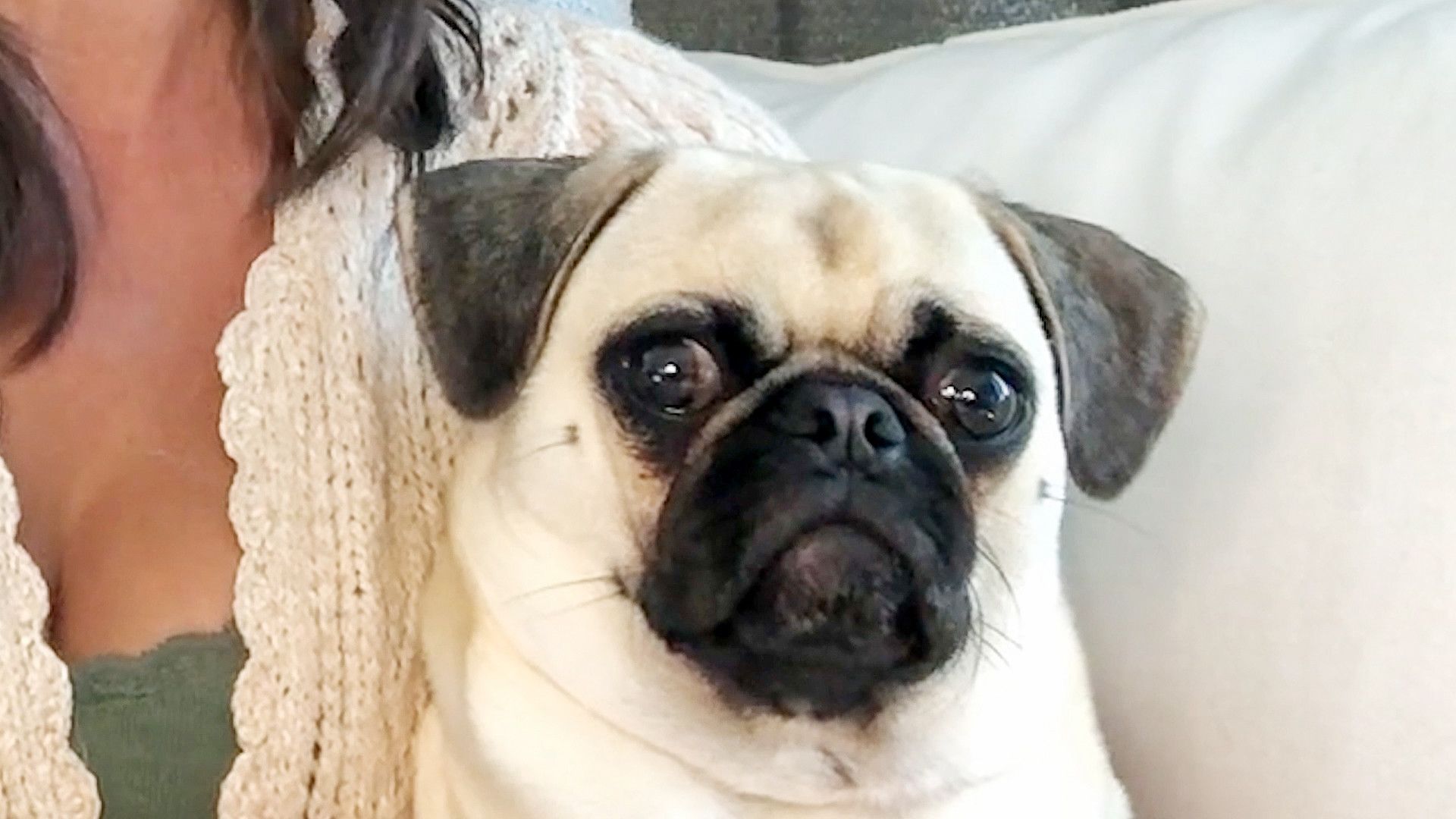 The World's Funniest Animals background