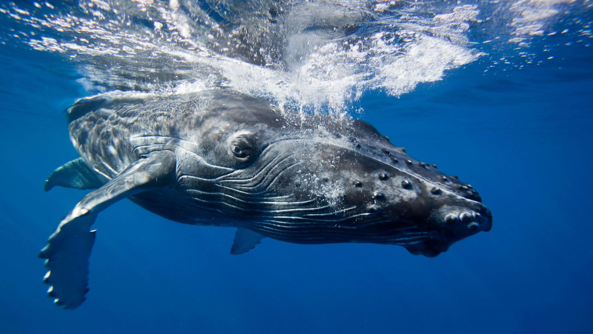 Big Blue Live background