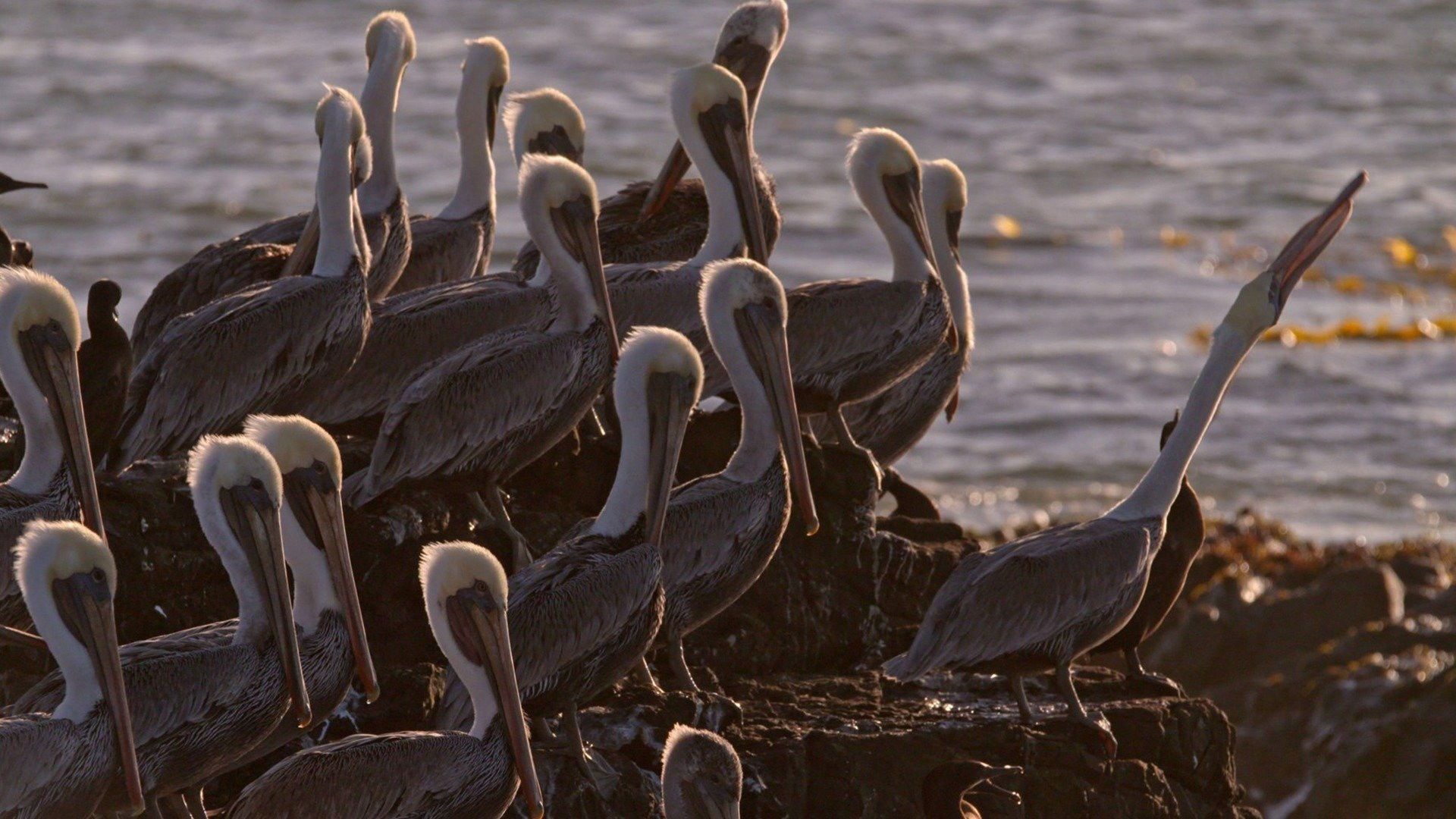The Living Beach background