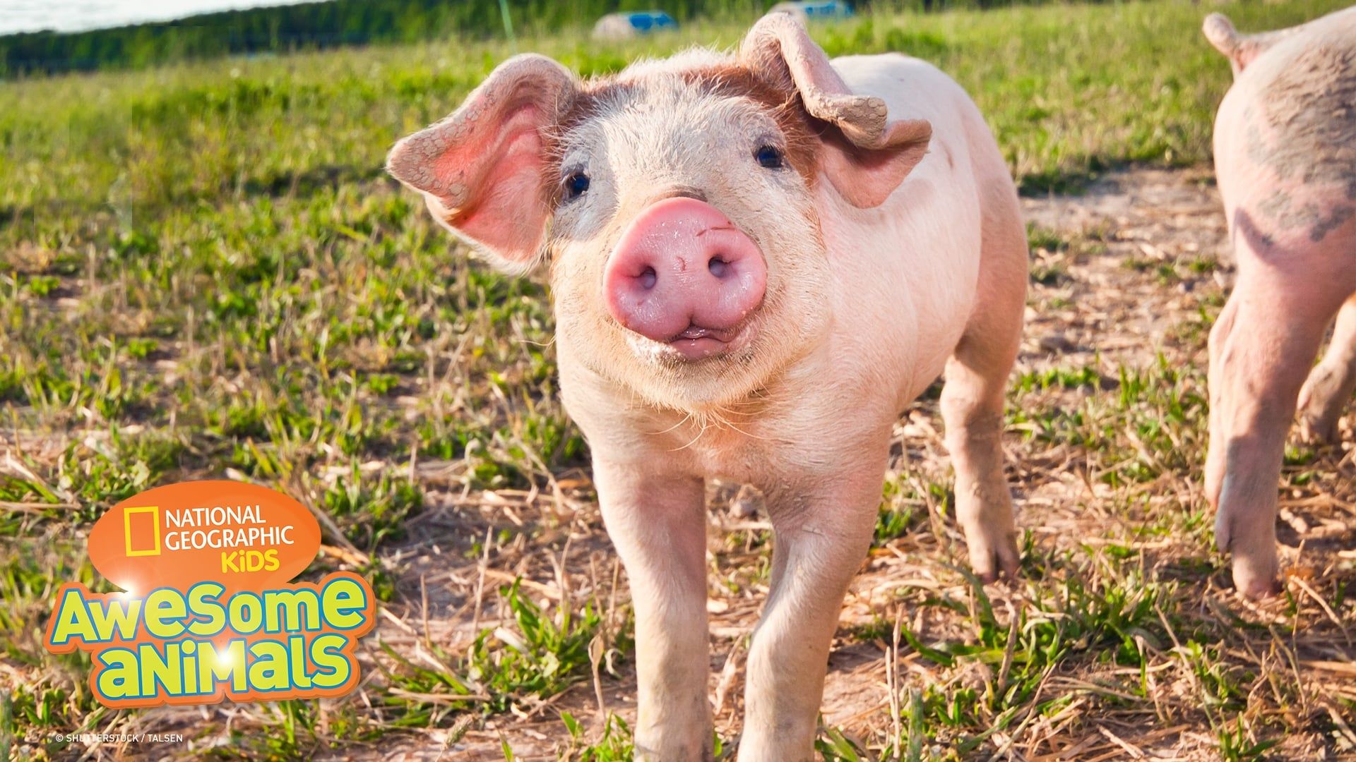 Awesome Animals background