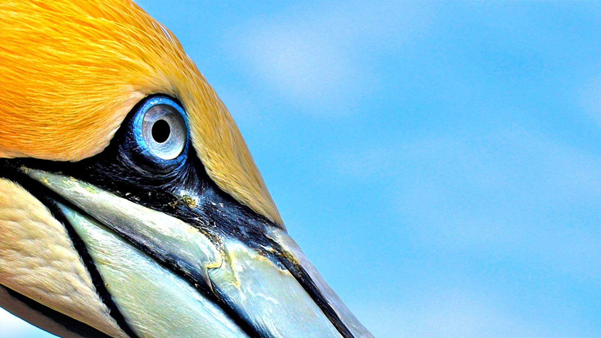 Deadly 60 background