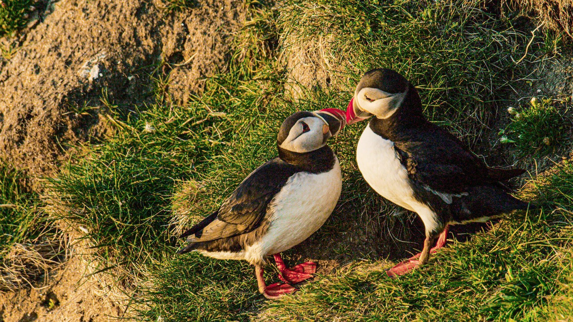 Scotland: A Wild Year background