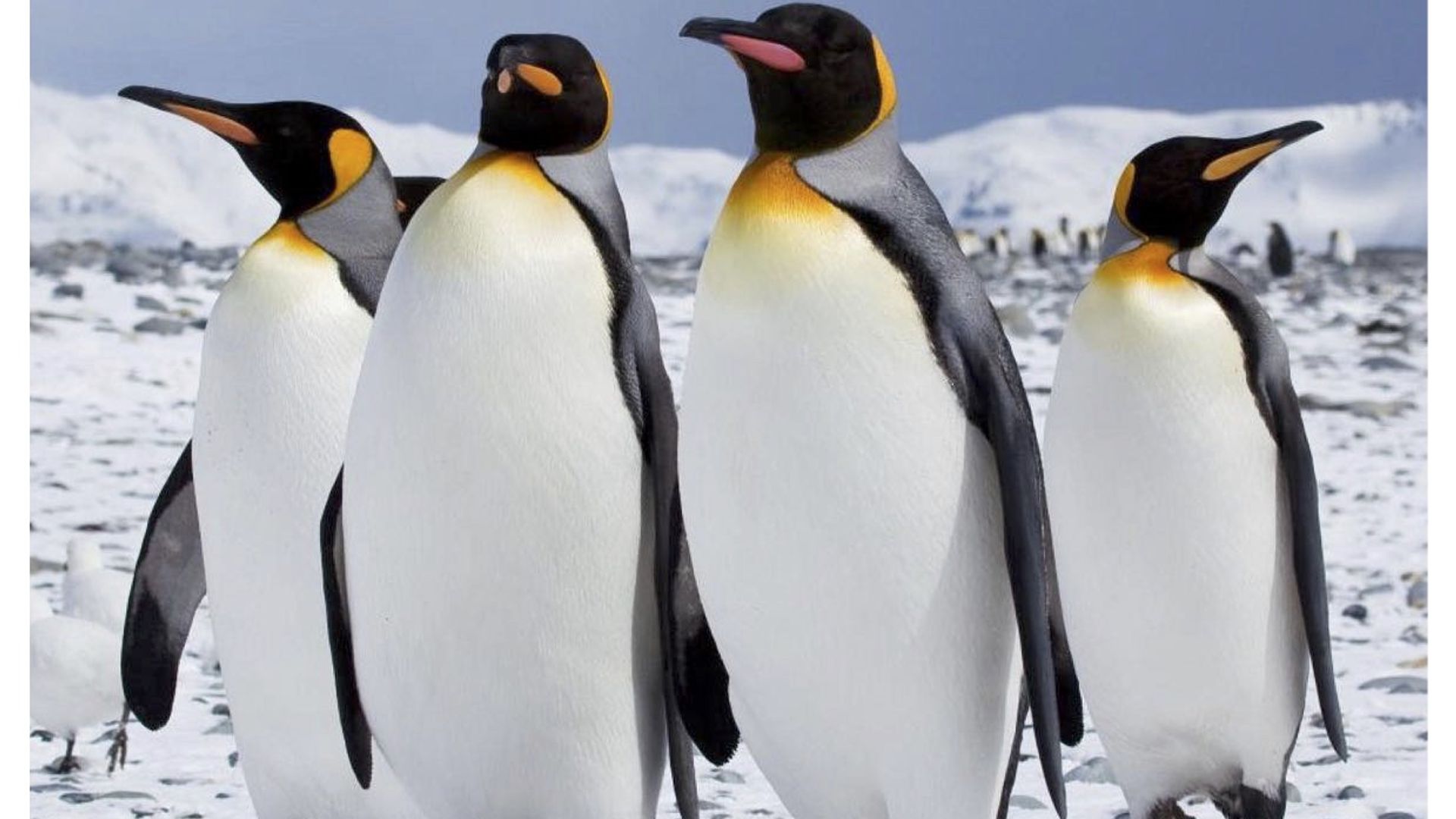 Wildest Places background