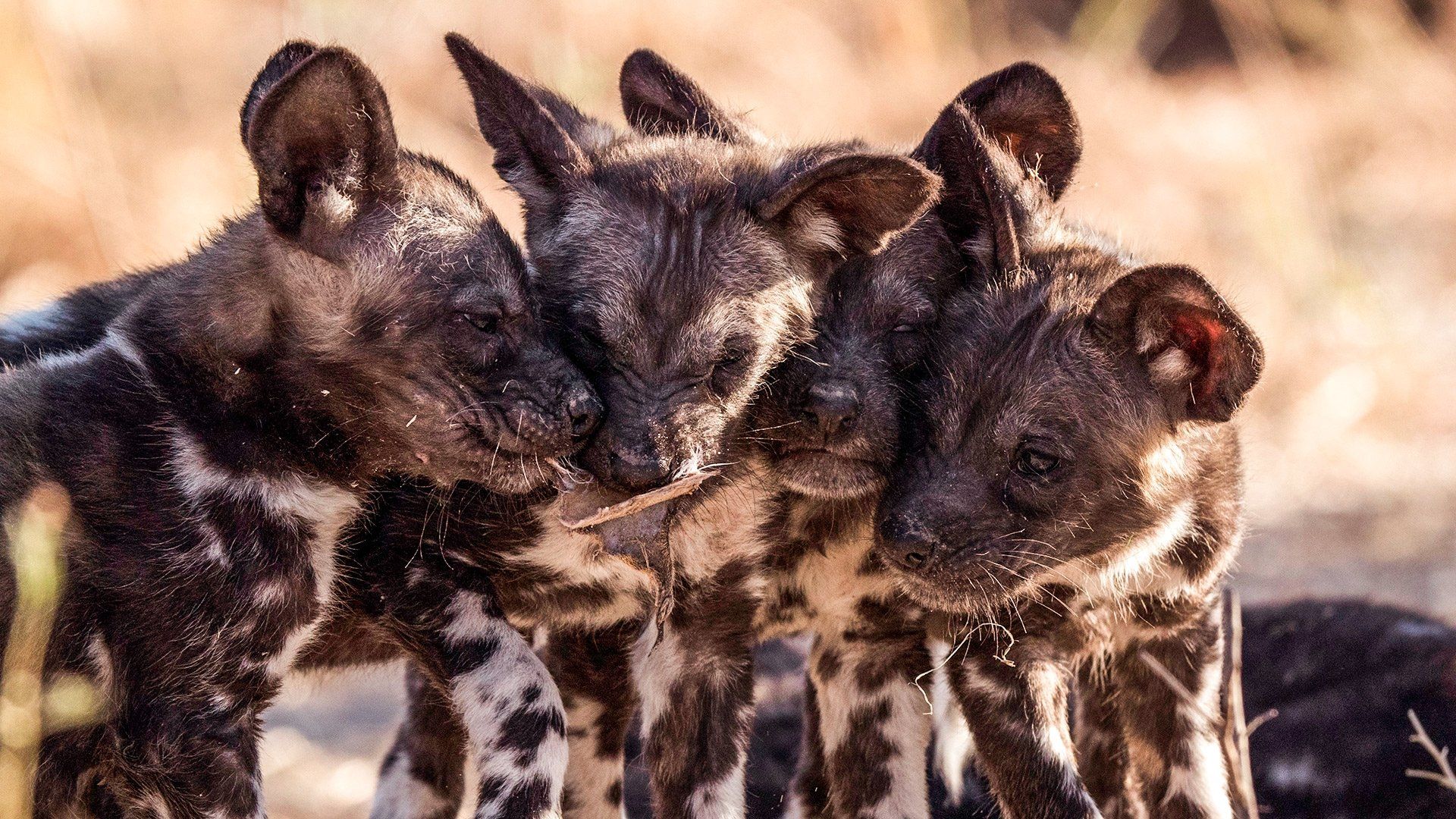 Serengeti background