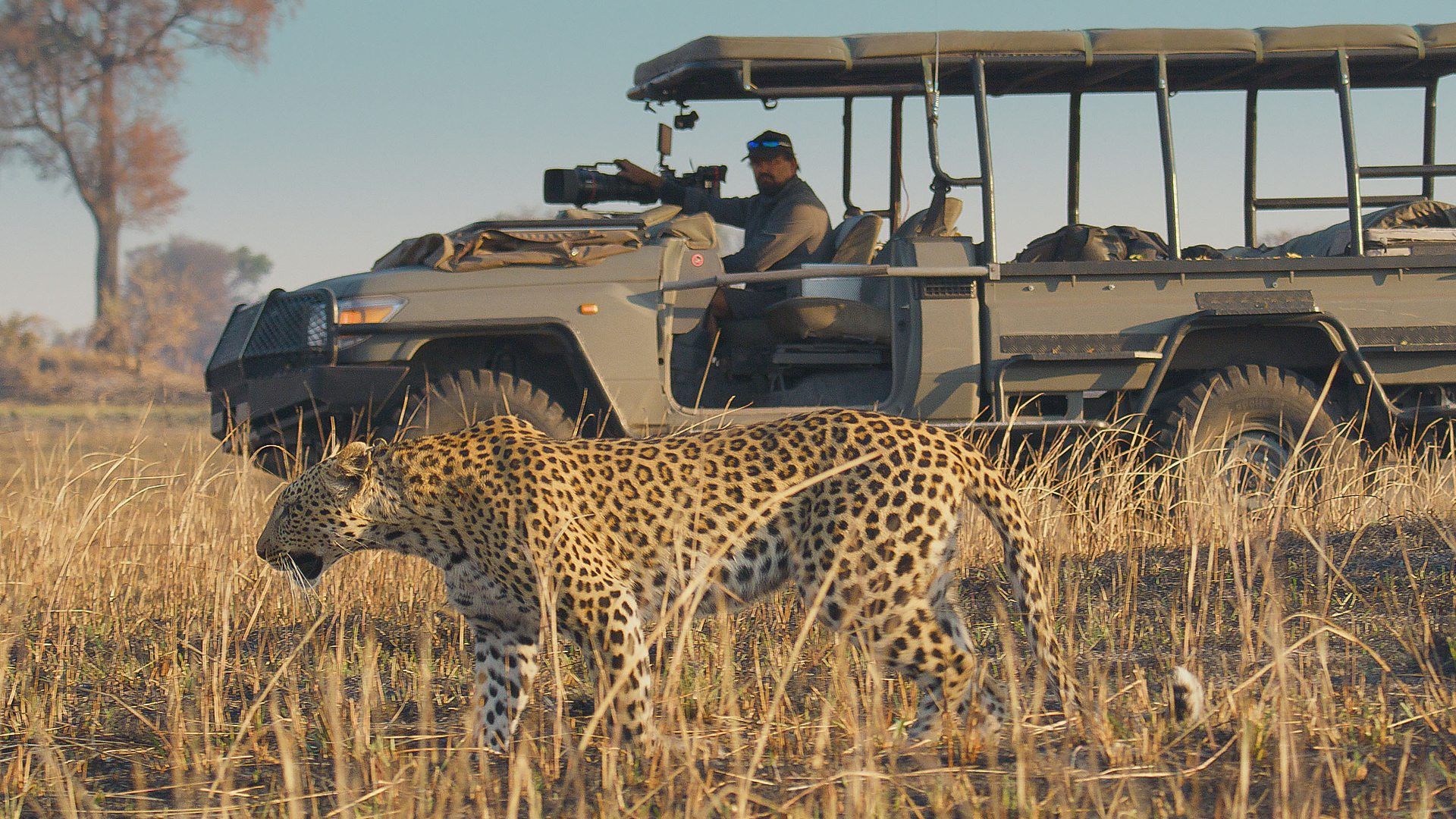 Big Cats 24/7 background