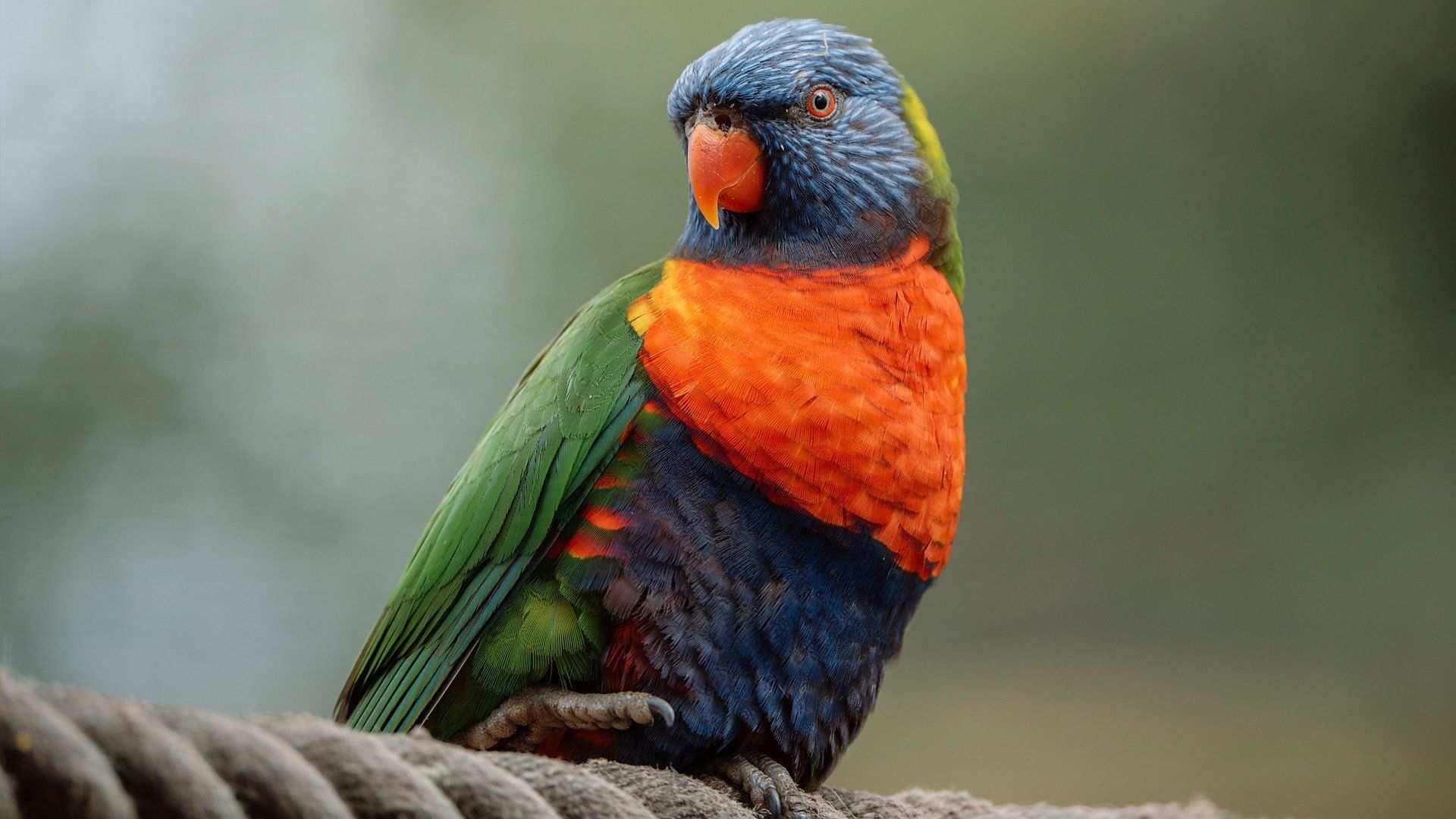Animal Park background