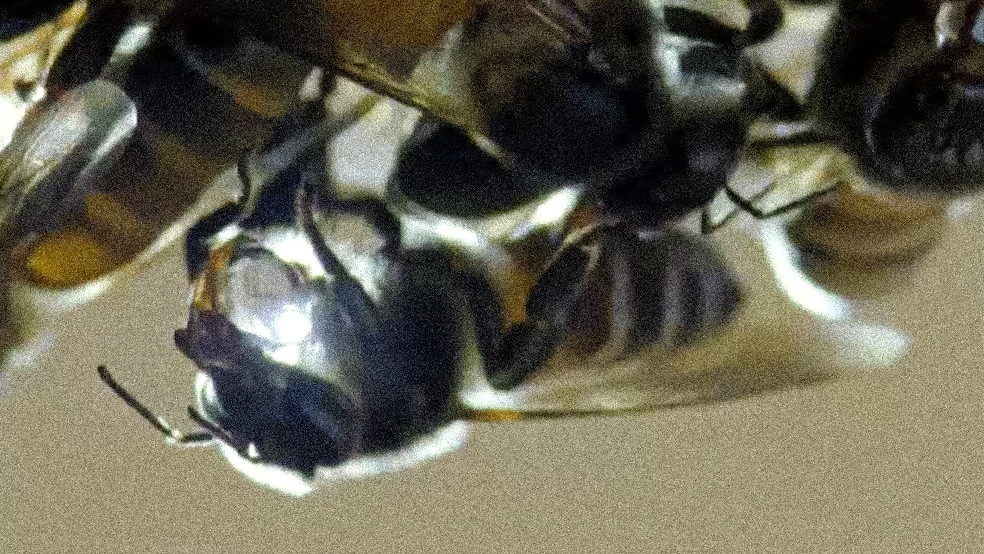 Life in the Undergrowth background