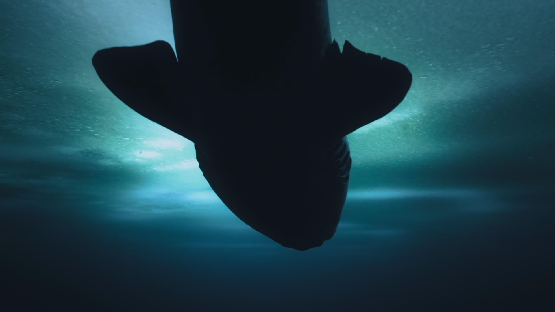 OceanXplorers background
