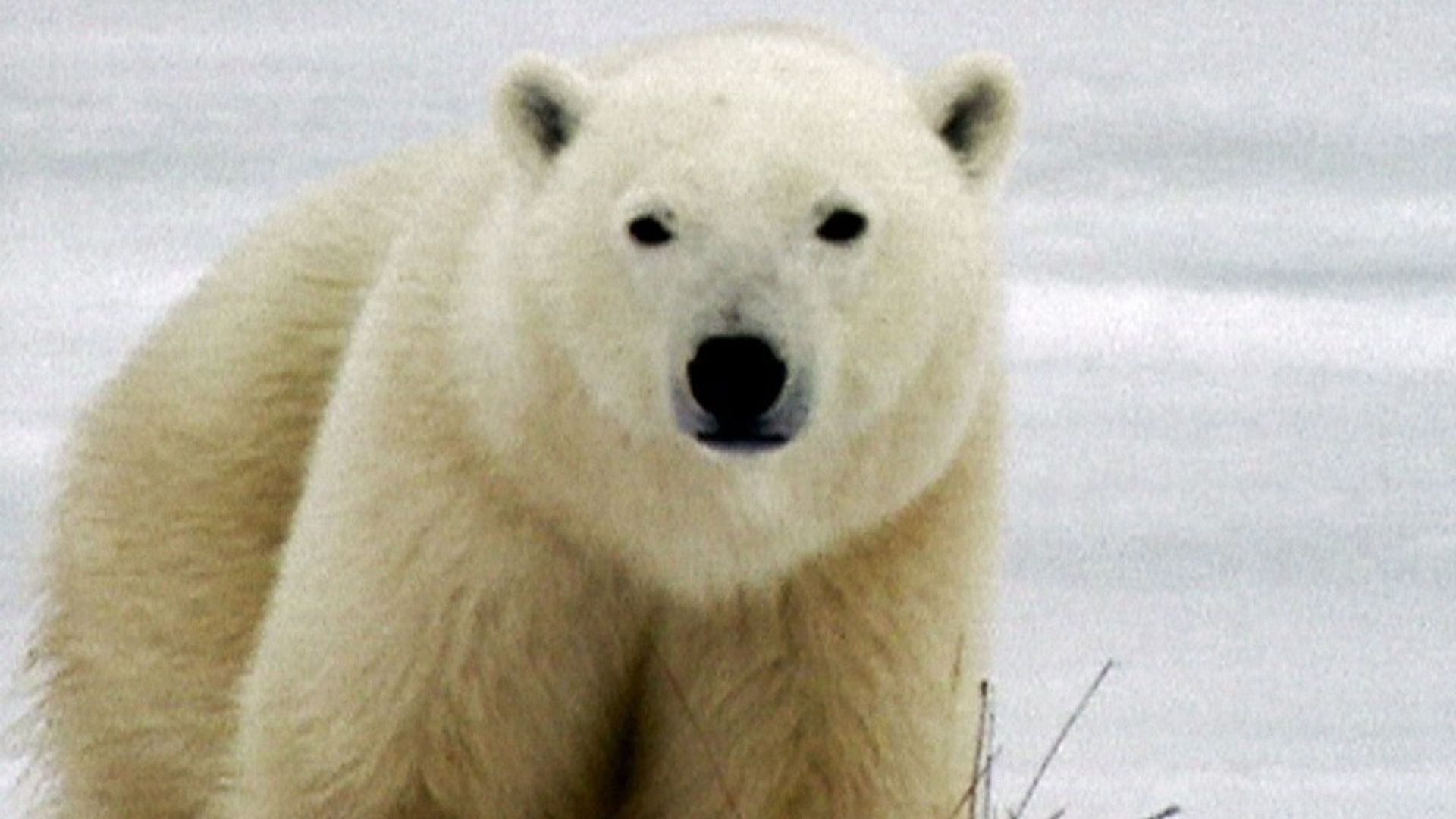 Die Sendung mit dem Elefanten background